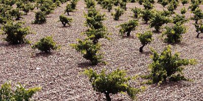 Finca Museum Viñedos y Bodegas