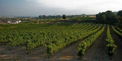 Mas Vicenç Celler