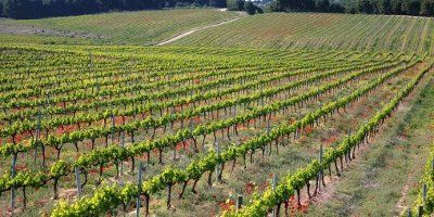 Bodegas Osoti