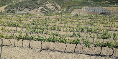 Bodega Ozalder