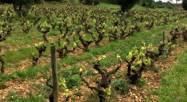 Territorio y viticultura