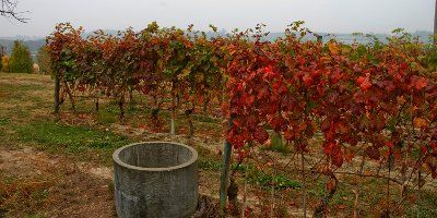 Cantina Parroco - Azienda San Michele