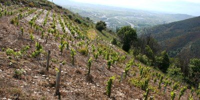 Bodegas y Viñedos Paixar