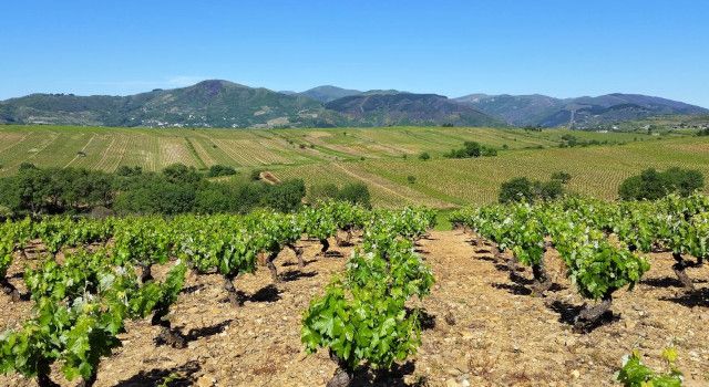 Territorio y viticultura