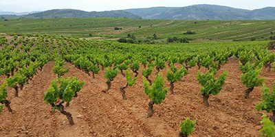 Bodegas Peique