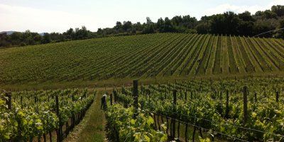Pèppoli - Marchesi Antinori nel Chianti Classico