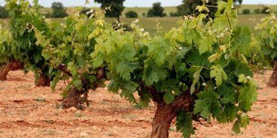 Pinuaga Bodegas y Viñedos