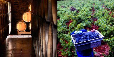 Viñedos y Bodegas Pittacum