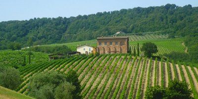 I vigneti