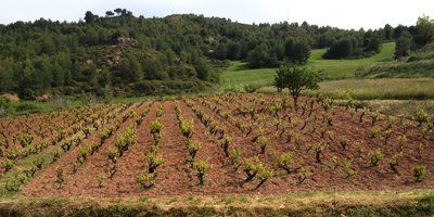 Bodegas Puiggròs