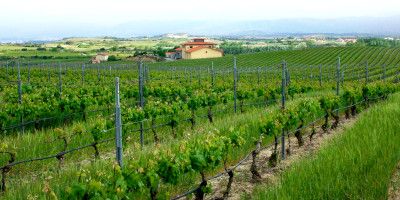 Bodegas y Viñedos Pujanza