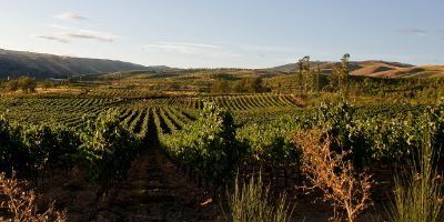 Bodega Pazos del Rey