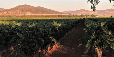 Bodegas Quinta de Aves