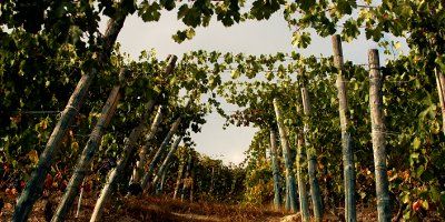 Cantina Renato Ratti