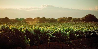 Recanati Winery