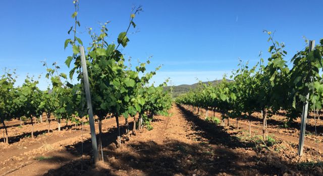 Territorio y viticultura