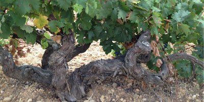 Bodegas Requiem Hispania