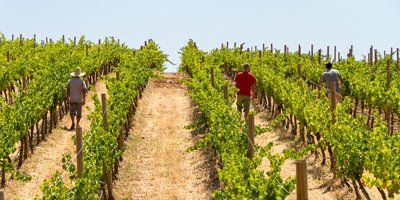 Samsara Wines