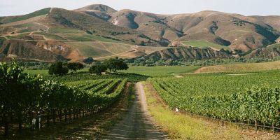 Sandhi Wines