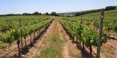 Bodegas Sierra de Guara