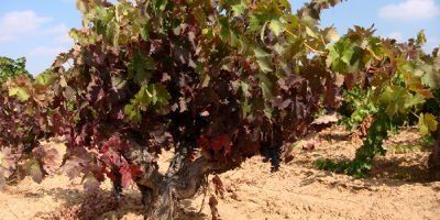 Bodegas y Viñedos Tábula
