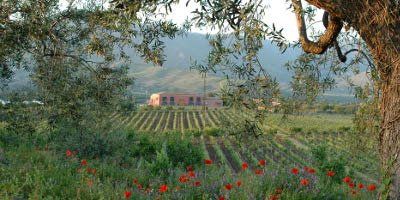 Tenuta delle Terre Nere