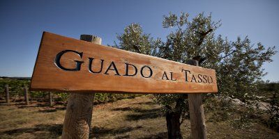 Guado al Tasso - Marchesi Antinori