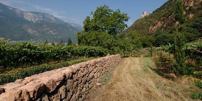 Cantina Terlano