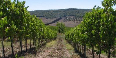 Testamatta di Bibi Graetz