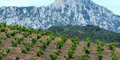 Domaine Thunevin-Calvet