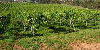 Bodegas Tollodouro