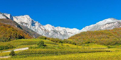Cantina Tramin