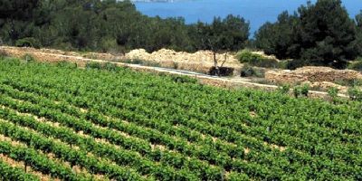 Bodega Terramoll