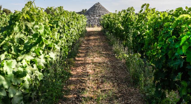Territorio y viticultura