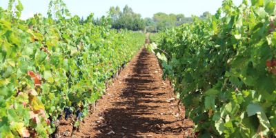 Tenuta Ulisse