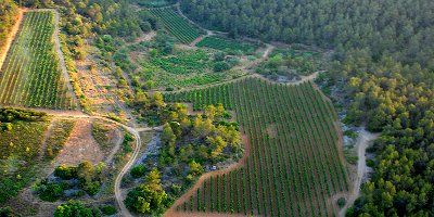 Celler Masia Can Tutusaus