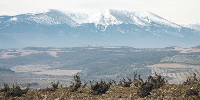 Bodegas Alto Moncayo