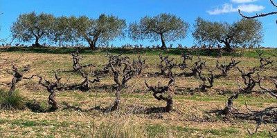 Bodega Heretat Mont-Rubí