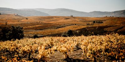 Vinos Valtuille