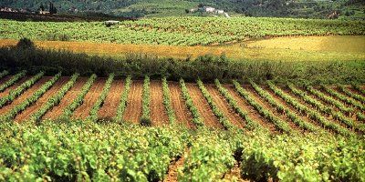 Vins i Caves Cuscó Berga