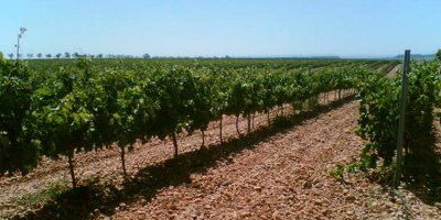 Viñedos de Calidad