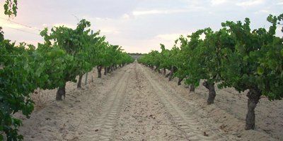 Bodegas Vetoné
