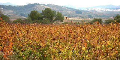 Vinyes d'en Gabriel