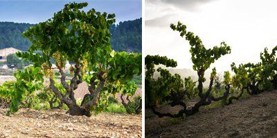 Celler Can Vich