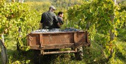 Società Agricola Vigne Guadagno