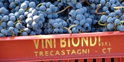 Vini Biondi