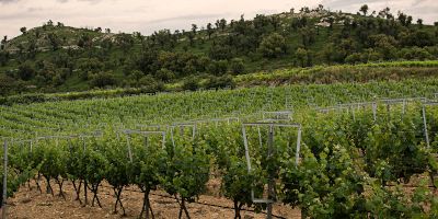 Vinyes Olivardots