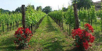 Vigna Petrussa