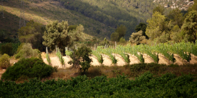 Finca Viladellops