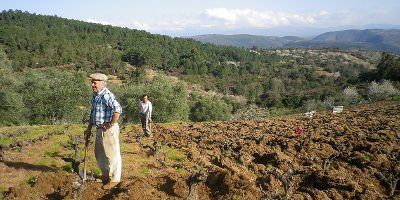 Vinos La Zorra